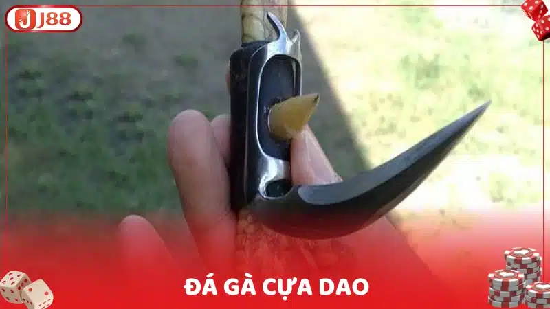 Đá gà cựa dao